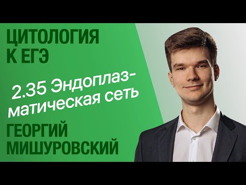 Видео: 2.35. Эндоплазматическая сеть (ретикулум) | Цитология к ЕГЭ | Георгий Мишуровский