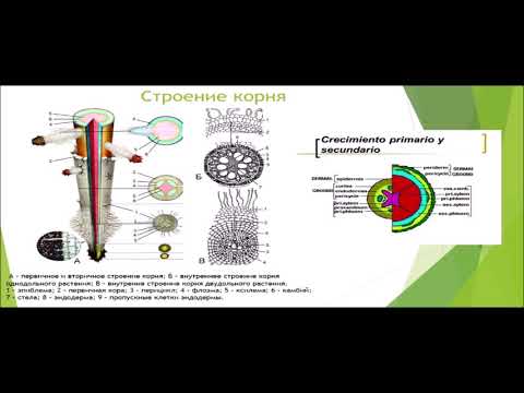 Видео: Корень и корневые системы