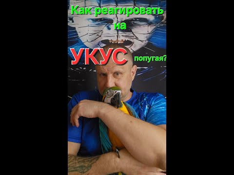 Видео: Как реагировать на УКУС попугая?