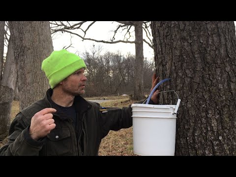 Видео: Сироп из черного ореха, часть 1: сбор плодов с деревьев