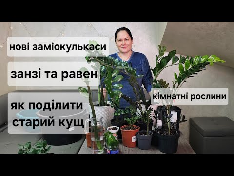 Видео: Як поділити старий кущ. Заміокулькас чорний равен та зензі. Огляд живців заміокулькасів.