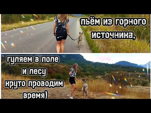 Видео: ВЛОГ | гуляем с собакой и подругой ПО ДОРОГЕ | наслаждаемся красотой
