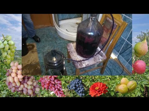 Видео: @Домашнее вино. Снятие с осадка и ответы на вопросы. Мошки
