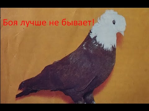 Видео: Выведенные мной голуби, летят лучше любой туркменской птицы!