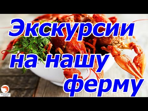 Видео: Экскурсии на нашу креветочную ферму, австралийский рак
