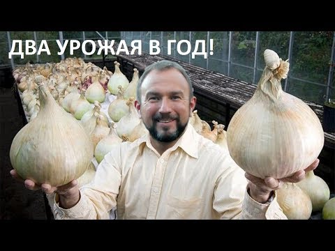 Видео: Все о ПОСАДКЕ ЧЕСНОКА на зиму для ОГРОМНЫХ урожаев!