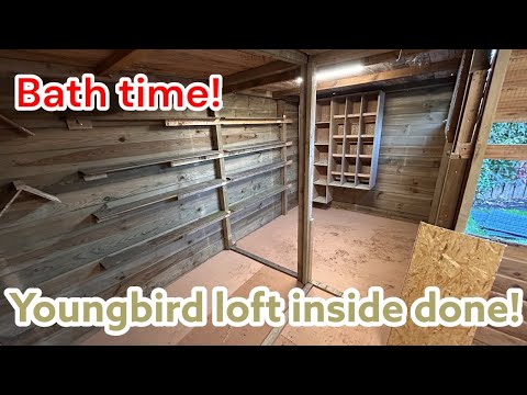 Видео: Завершение строительства голубятни Youngbird 🏠 | Гоночные голуби наслаждаются ванной 🕊️💦