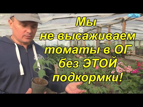 Видео: Проведите эту подкормку рассады томатов ДО высадки в открытый грунт