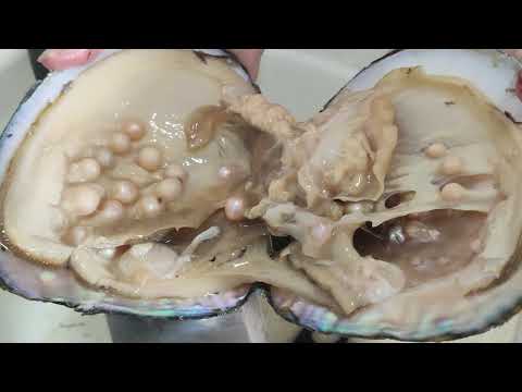 Видео: Открываем ракушку с жемчугом. Сломали нож! :)