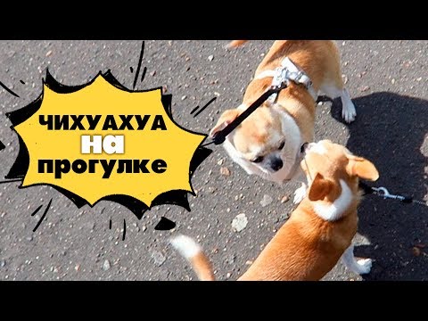 Видео: САМАЯ СМЕЛАЯ МАЛЕНЬКАЯ СОБАЧКА🐶 ГУЛЯЕМ С ЧИХУАХУА ЛИЗИ