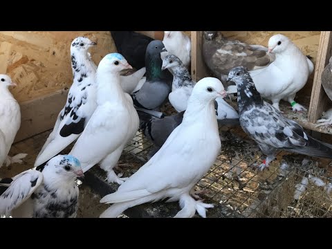 Видео: Как у Меня забираю Бесплатно Голубей 🧿