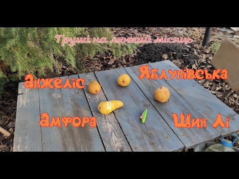 Видео: Дегустація груш Шин Лі,Анжеліс,Яблунівська,Амфора на 2 лютого 2025 року