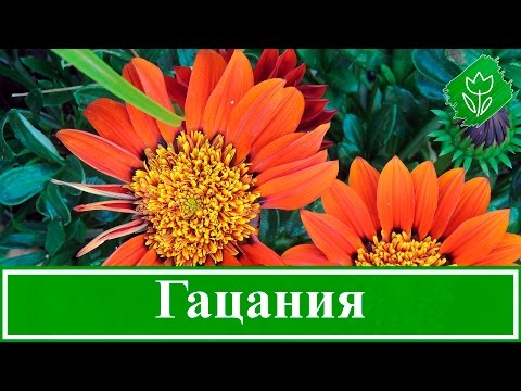 Видео: Цветок гацания – выращивание из семян, посадка и уход