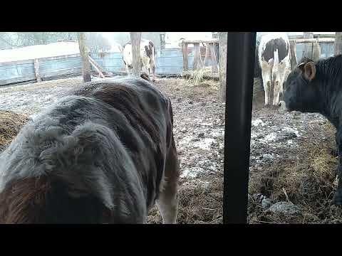 Видео: Сколько дал мяса огромный бык.