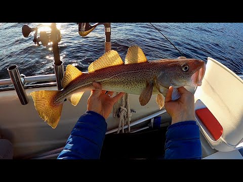 Видео: НАЖИВКА РАБОТАЕТ! Рыбалка в Норвегии с ЛОДКИ. #lange_fishing
