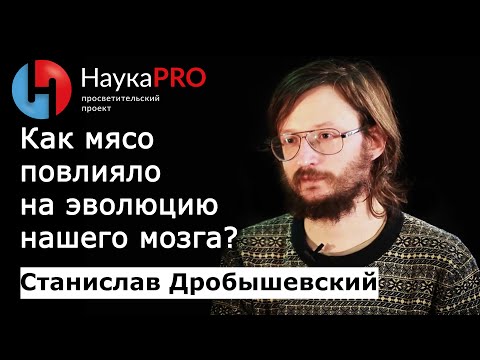 Видео: Ускорение эволюции мозга из-за перехода на мясную пищу – антрополог Станислав Дробышевский | Научпоп