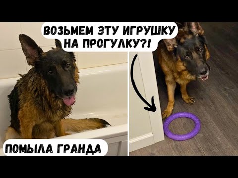 Видео: ПОМЫЛА ГРАНДА, НАИГРАЛИСЬ С ПУЛЛЕРОМ [влог] - весёлые вечер с собакой