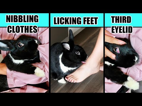 Видео: Объяснение истинного смысла 10 странных особенностей поведения кроликов