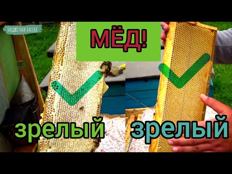 Видео: Какой мёд откачивать? Можно ли качать открытый мёд? Открытый мёд может быть зрелым.