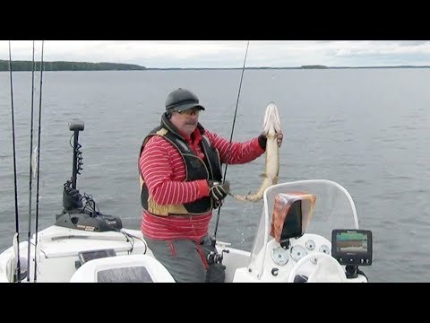 Видео: Воблер на крупную щуку - Megabass Kanata