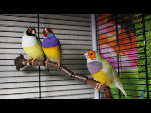 Видео: Амадины гульда: кого из самцов выбрала самочка?