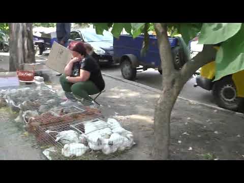 Видео: Виставка ярмарок  у Вознесенську 14 06 25