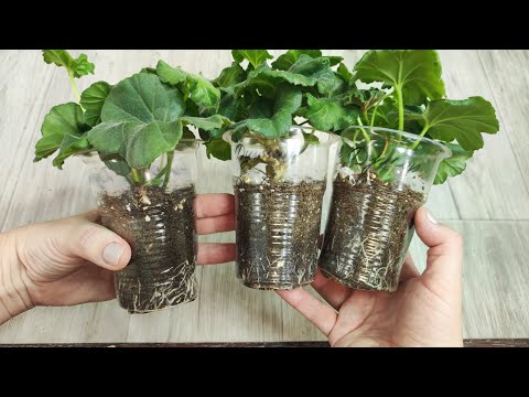 Видео: Мало кто знает этот метод - черенки герани зимой выращивают только таким способом