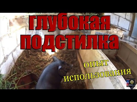 Видео: Глубокая подстилка для свиней, бактерии