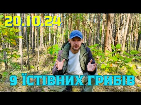 Видео: 20.10.24. 9 їстівних грибів з нашого лісу, окрім мухомора. Різновиди грибів вражають.