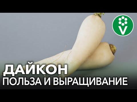 Видео: САМОЕ ВРЕМЯ ПОСЕЯТЬ ПОЛЕЗНЫЙ ДАЙКОН