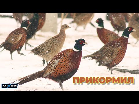 Видео: Лучшая охота! Очень насыщенная Охота, фазана было очень много!!!  охота на фазана! Dikiy Fazan !