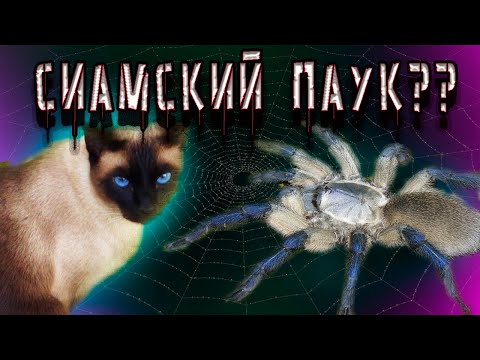 Видео: МОНОЦЕНТРОПУС БАЛФУРИ. Monocentropus balfouri