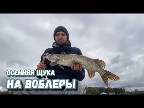 Видео: Щука на твич | Рыбалка осенью | Ловля щуки на воблера 