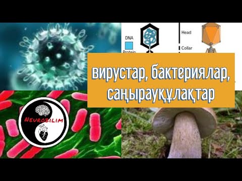 Видео: Вирустар, Бактериялар, Саңырауқұлақтар