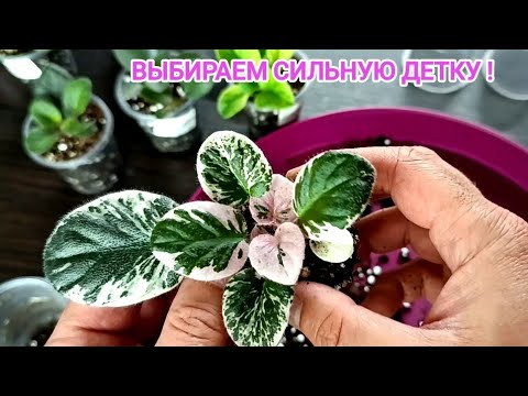 Видео: ЗАБИРАЕМ САМУЮ КРУПНУЮ ДЕТКУ!!! ОТСАДКА ДЕТОК ОТ ЛИСТА!