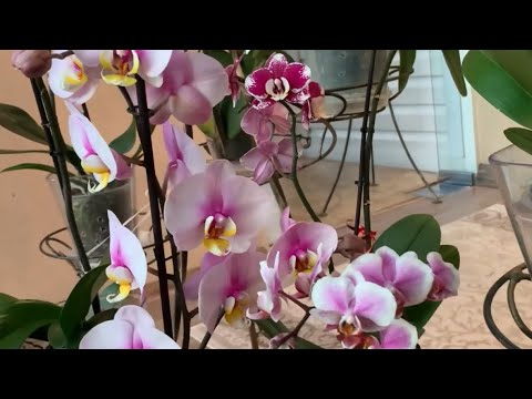 Видео: Услада для здоровья 🌸🌿🌸