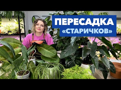 Видео: Пересадка комнатных растений и цветов » Май 2024