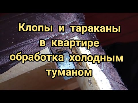 Видео: Клопы и тараканы в квартире. Обработка холодным туманом.