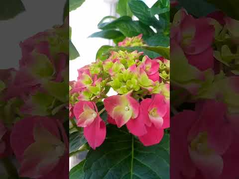 Видео: Обзор сортов гортензий для выращивания в кашпо🌺😍🌿