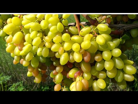 Видео: Лучший биопрепарат против милдью, Монофосфат калия Гуапсин ???