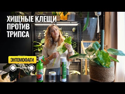 Видео: Хищные клещи против трипса. Энтомофаги