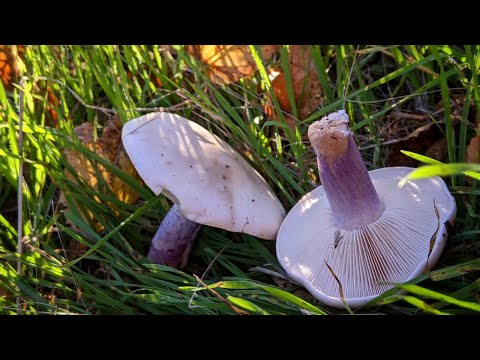 Видео: Осенний день с Таней: идём по грибы 🍂