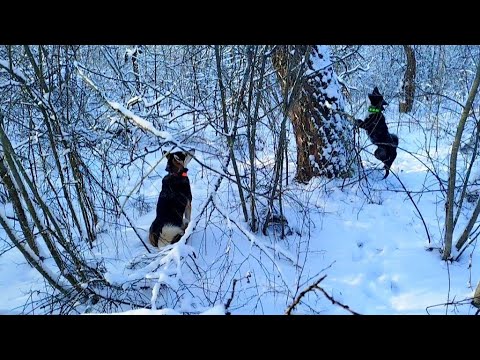 Видео: Охота на куницу/Натаска молодых лаек/ Работа молодых лаек/
