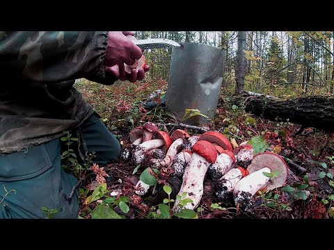 Видео: ПОХОД ЗА ГРИБАМИ. ТИХАЯ ОХОТА В СЕНТЯБРЕ.