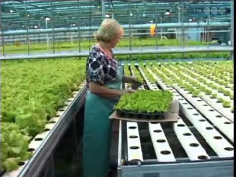 Видео: Как сделать зеленый салат