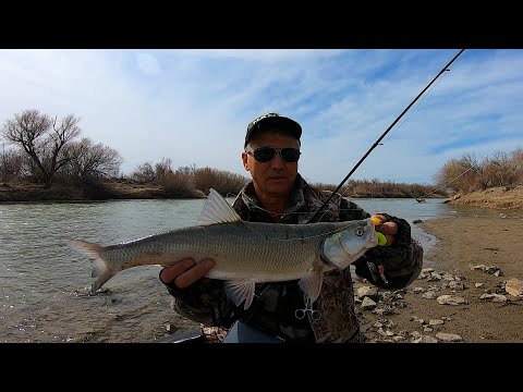 Видео: ВОТ ЭТО РАЗДАЧА ЖЕРЕХА. БЕШЕНЫЙ КЛЁВ ЖЕРЕХА на СПИННИНГ.