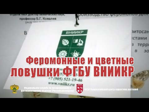 Видео: Феромонные и цветные ловушки ФГБУ ВНИИКР