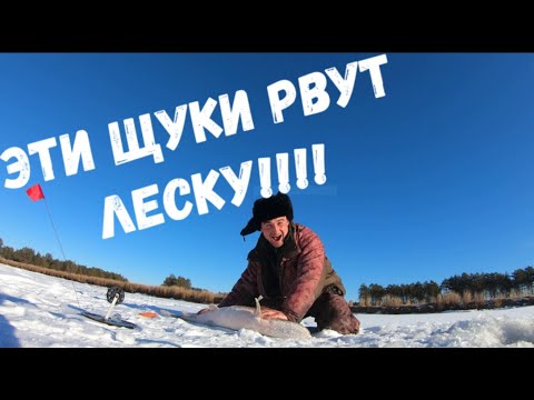 Видео: ЛОВЛЯ ЩУКИ НА ЖЕРЛИЦЫ ПО ПЕРВОМУ ЛЬДУ/ БЕШАНЫЙ ЖОР ЩУКИ 2020-2021.