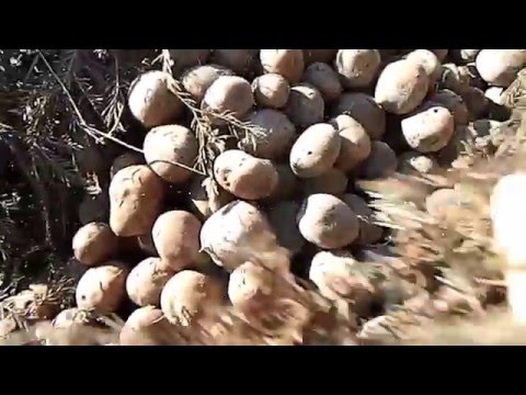 Видео: Огород#2.Хранение картофеля зимой в огороде - в бурте.
