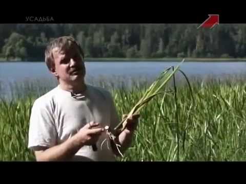 Видео: Аир болотный (аир обыкновенный)